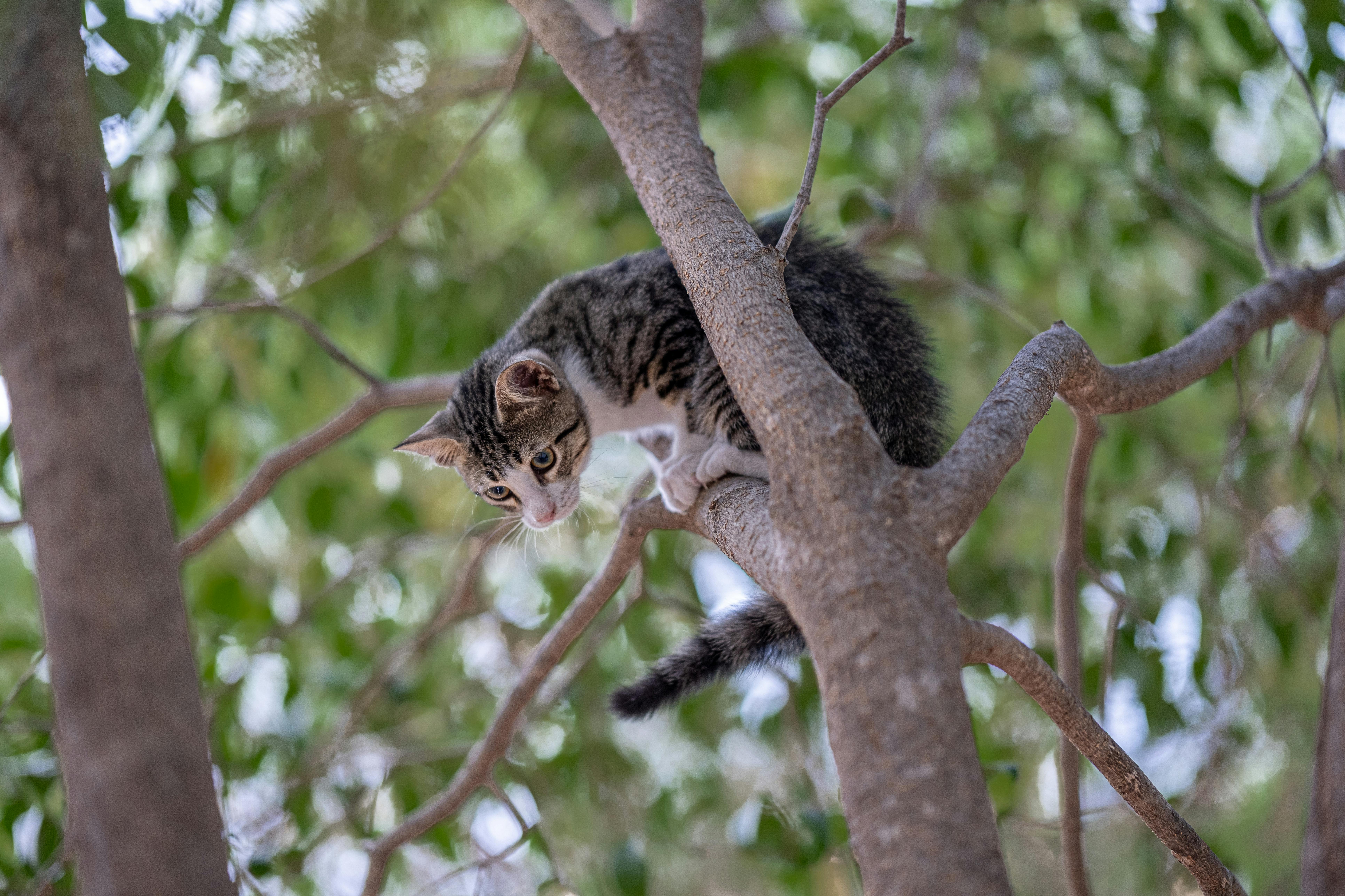 CatVideoFest 2026